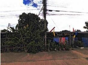 ต้นธงชัย เมืองลำปาง ลำปาง